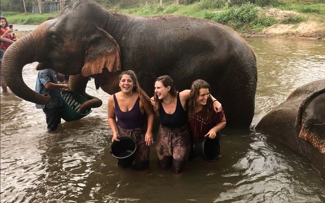 parc naturel des éléphants en thaïlande