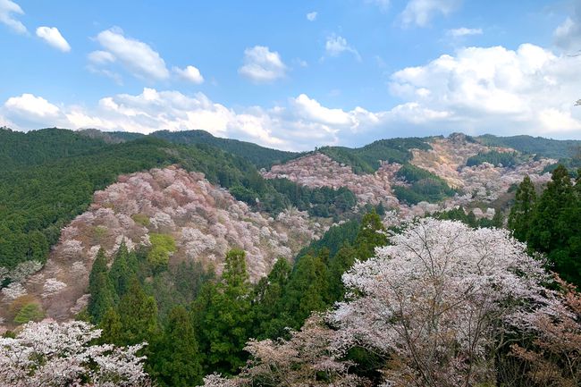 Fleurs de cerisier Yoshino Sakura Japon