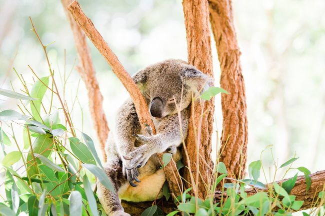 Un koala endormi dans un arbre
