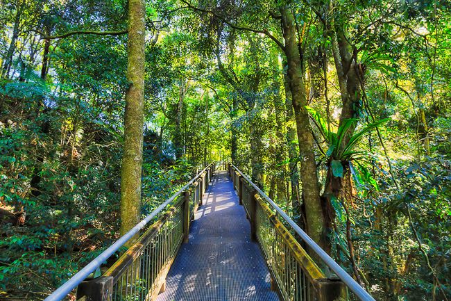 Promenade ascendante pour les touristes en randonnée à travers une épaisse forêt pluviale tempérée à feuilles persistantes dans le parc national de Dorrigo - ancien continent du Gondwana.