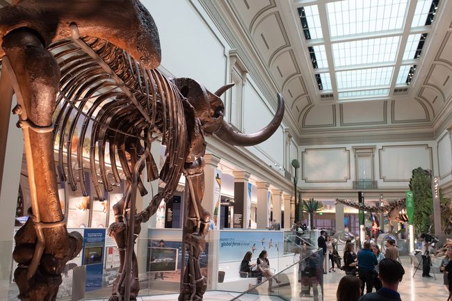 Les gens visitent le National Fossil Hall du Smithsonian's National Museum of Natural History à Washington, DC,