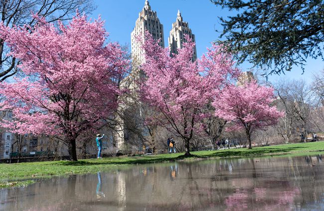 Les gens marchent sous les cerisiers japonais en fleurs près du réservoir Jacqueline Kennedy Onassis à Central Park avec vue sur les tours El Dorado en arrière-plan le 29 mars 2021 à New York.