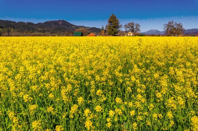 Fleurs de moutarde jaune entre les vignes dans la Napa Valley, Californie, USA