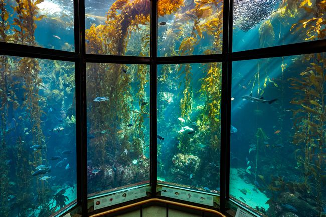 Exposition sur la forêt d'algues de l'aquarium de Monterey Bay