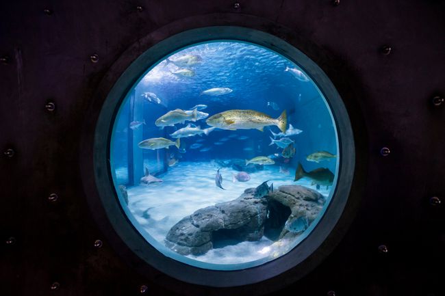 Une fenêtre ronde vue de l'aquarium à Audubon Aquarium of the Americas