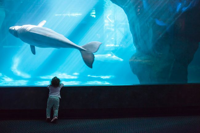 Tout-petit regardant le béluga au She'd Aquarium de Chicago