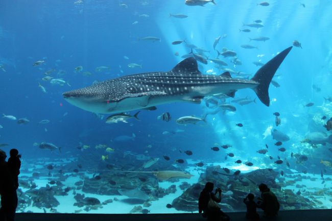 Les gens qui regardent l'aquarium mural plus grand que nature avec un requin-baleine en Géorgie