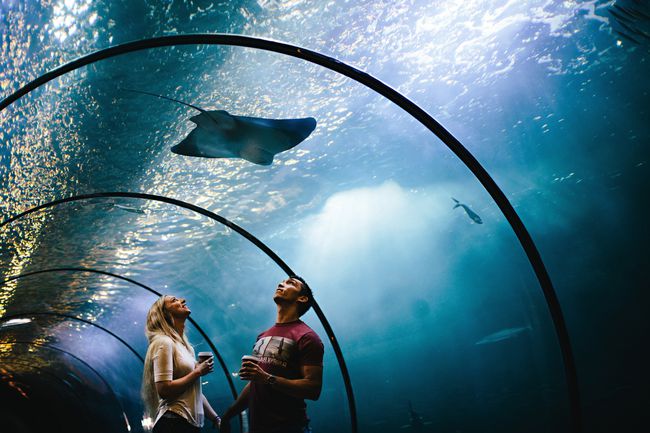 Couple holding hands and looking at sting ray tunnel à Oregon Coast Aquarium