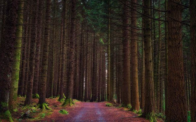 Les forêts de Winterfell, Tollymore Forest Park, Irlande du Nord