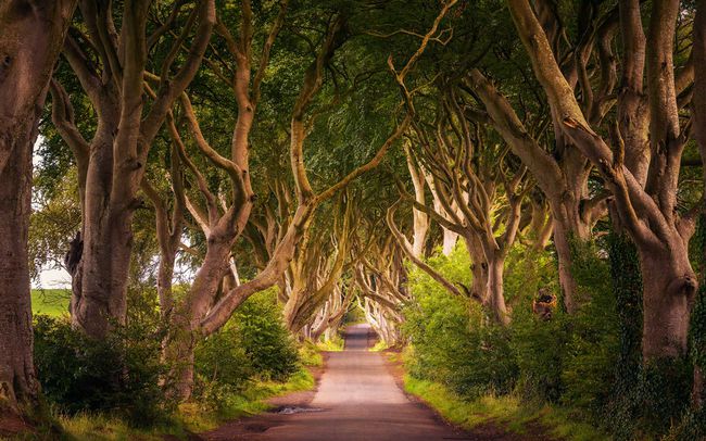 Le Kingsroad, Dark Hedges, Irlande du Nord