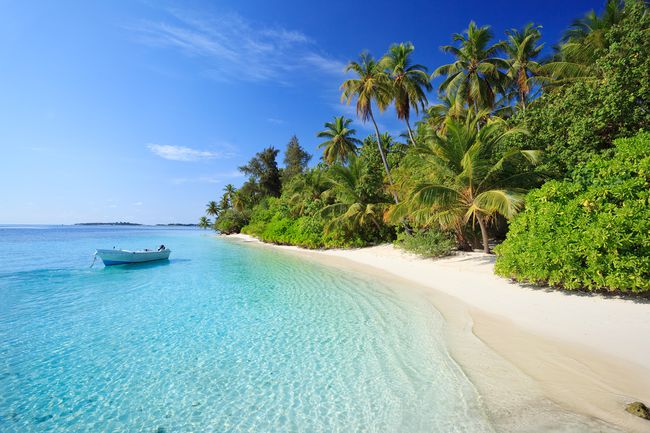 Plage tropicale avec cocotiers, peu après le lever du soleil.  L'île de Biyadhoo, Kaafu Atoll, Maldives, océan Indien.