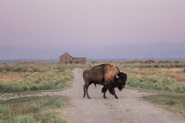 Un bison traverse une route à Zapata Ranch près de Great Sand Dunes National Park