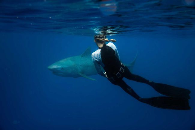 Taylor Cunningham nage avec des requins dans l'océan