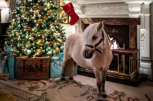 Teddy le poney devant un arbre de Noël au Goring
