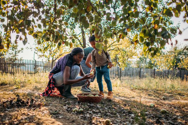 Femme noire et son fils cueillant des pommes dans un verger en automne