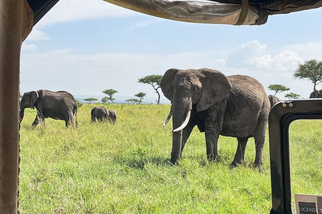 Éléphants en safari avec andBeyond Bateleur Camp