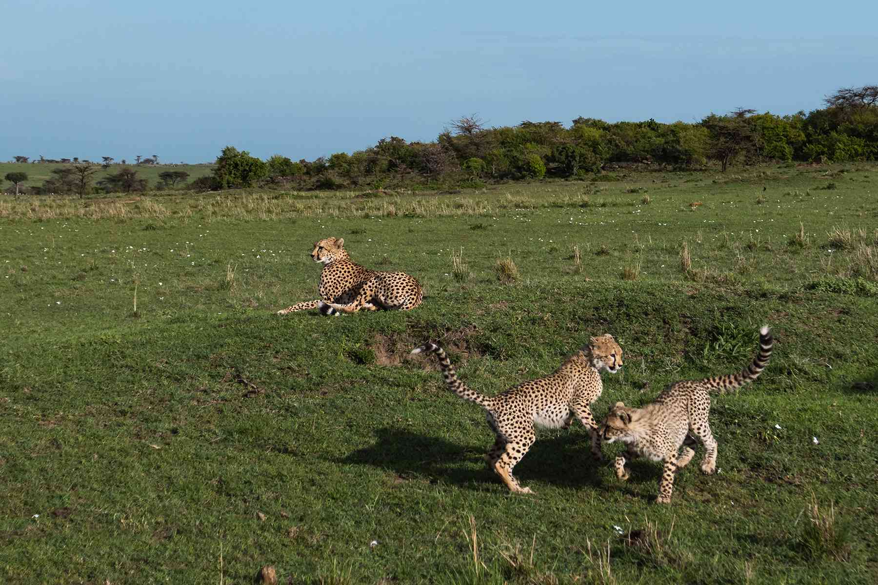 Un groupe de guépards vu lors d'un safari à Mahali Mzuri