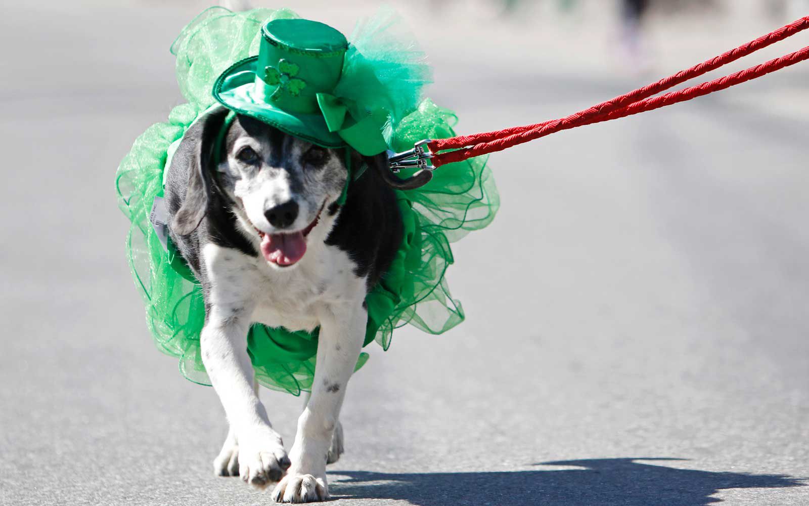 Mona la chienne est habillée pour les festivités de la Saint-Patrick alors qu'elle défile dans le défilé à Portland.