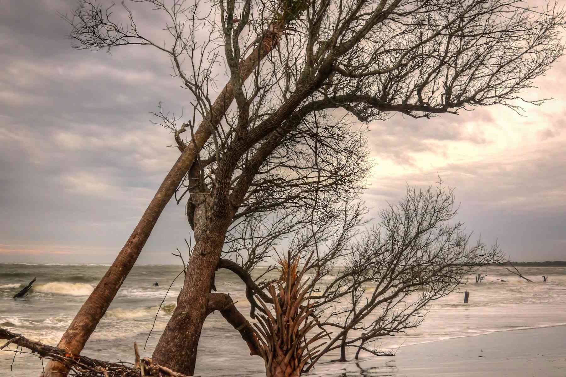 Arbres déracinés par l'érosion côtière, Dewees Island, Caroline du Sud