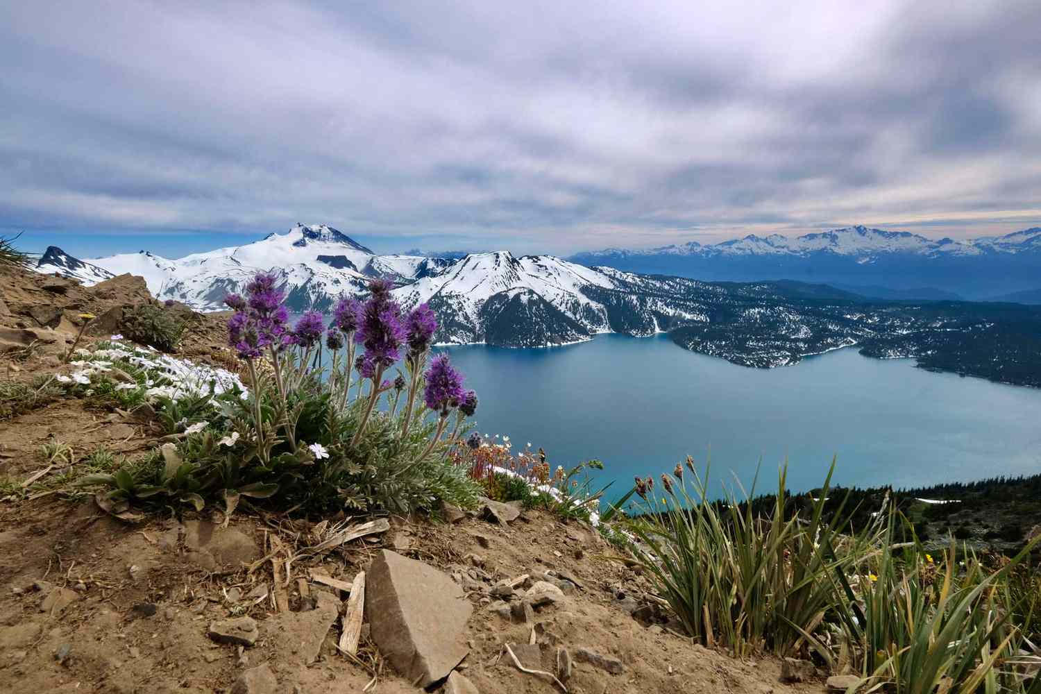 Kittentale fleurs sur le lac Garibaldi de Panorama Ridge à Whistler, Colombie-Britannique, Canada