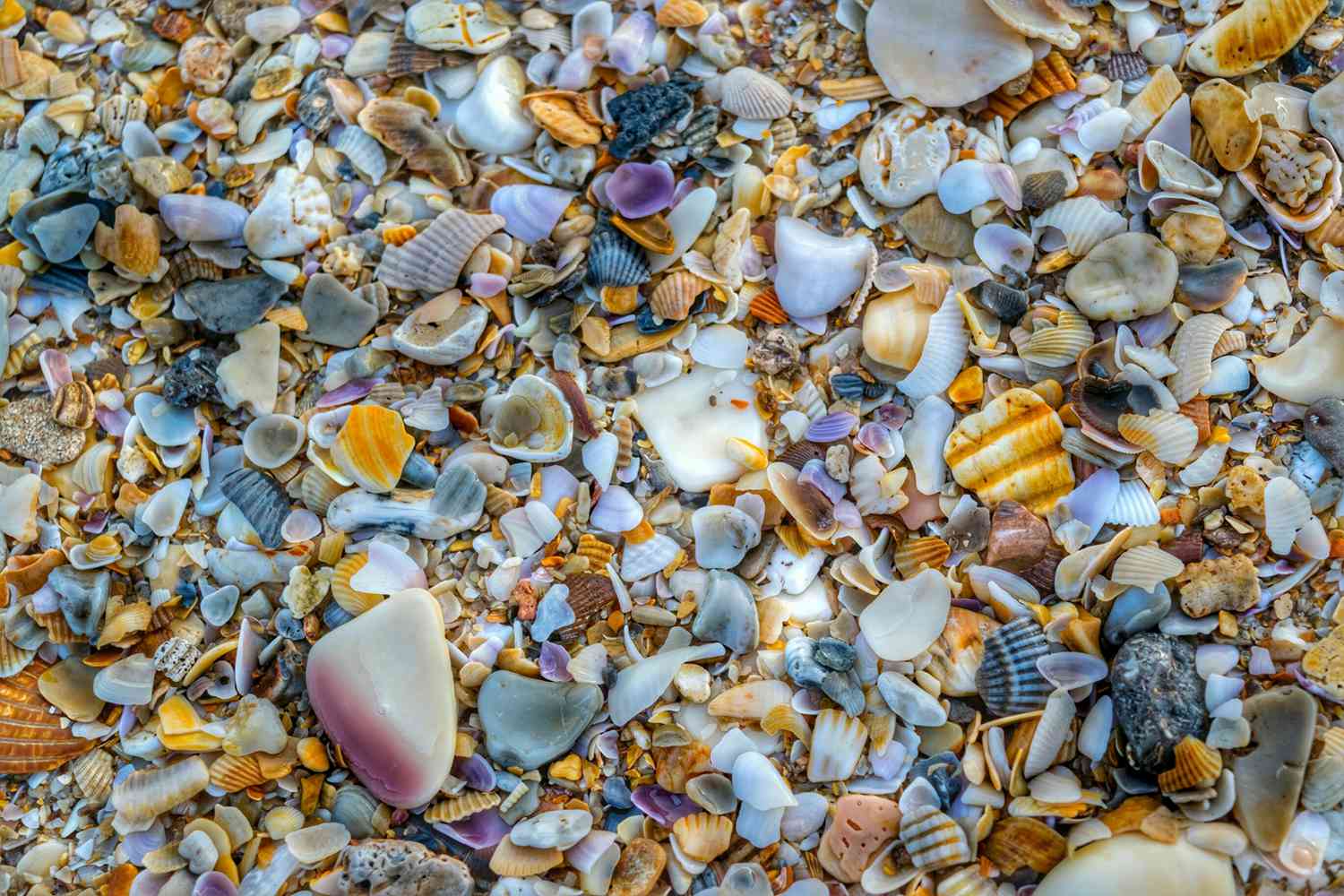 Coquillages sur la plage de New Smyrna