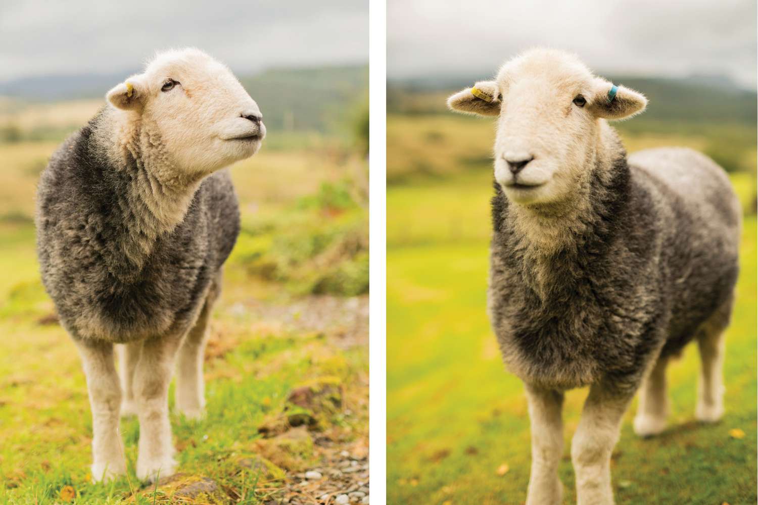 Moutons mignons, méditation sur les expériences Airbnb