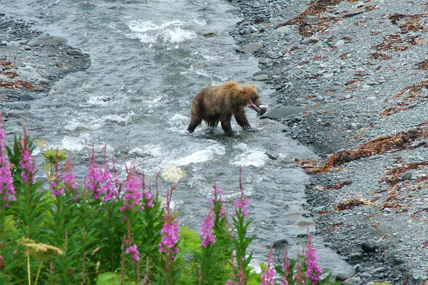 Pêche au grizzly pour le frai du saumon, Alaska