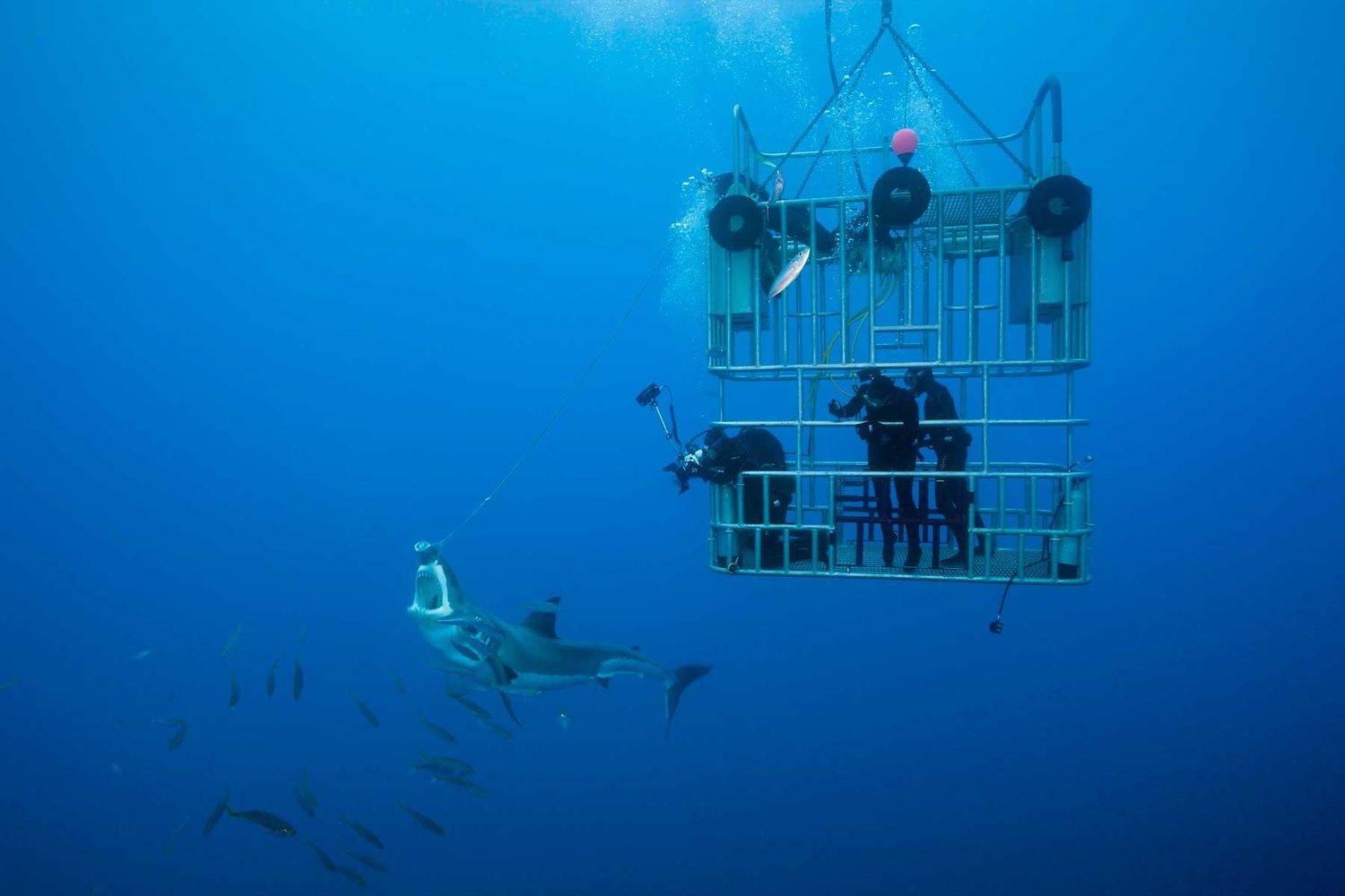 Plongée en cage avec le grand requin blanc, Carcharodon carcharias, île de Guadalupe, Mexique