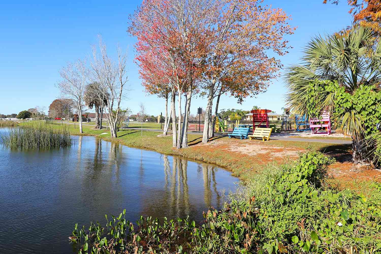 Érables rouges de Floride au lac Dora dans le parc Wooten, Tavares, Floride.