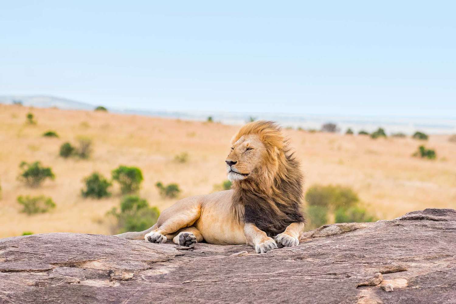 Un lion vu sur un rocher au Kenya en safari