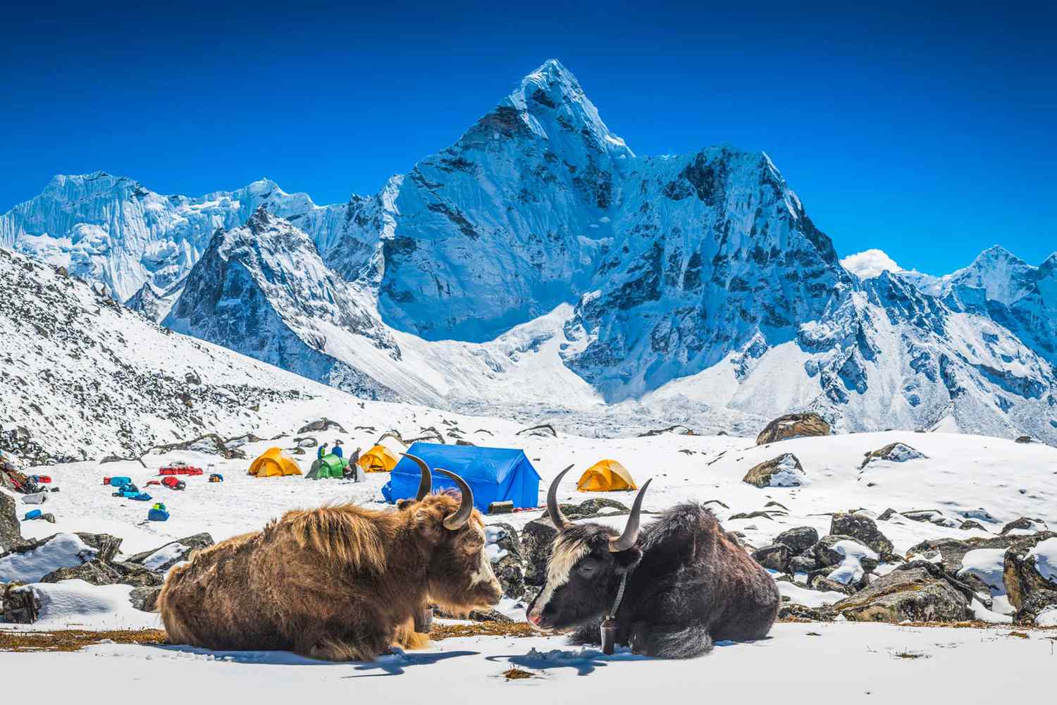 Yaks au camp d'altitude de l'Himalaya au-dessous des sommets enneigés du Népal