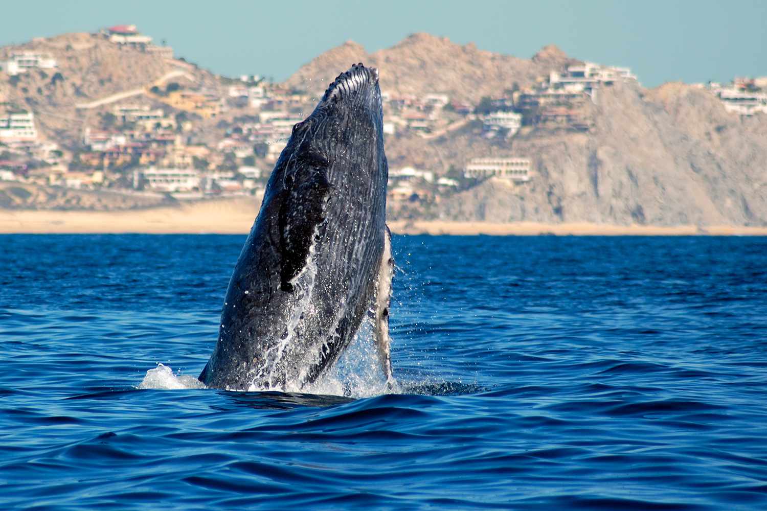 Baleine à bosse sortant de la mer à Cabo San Lucas