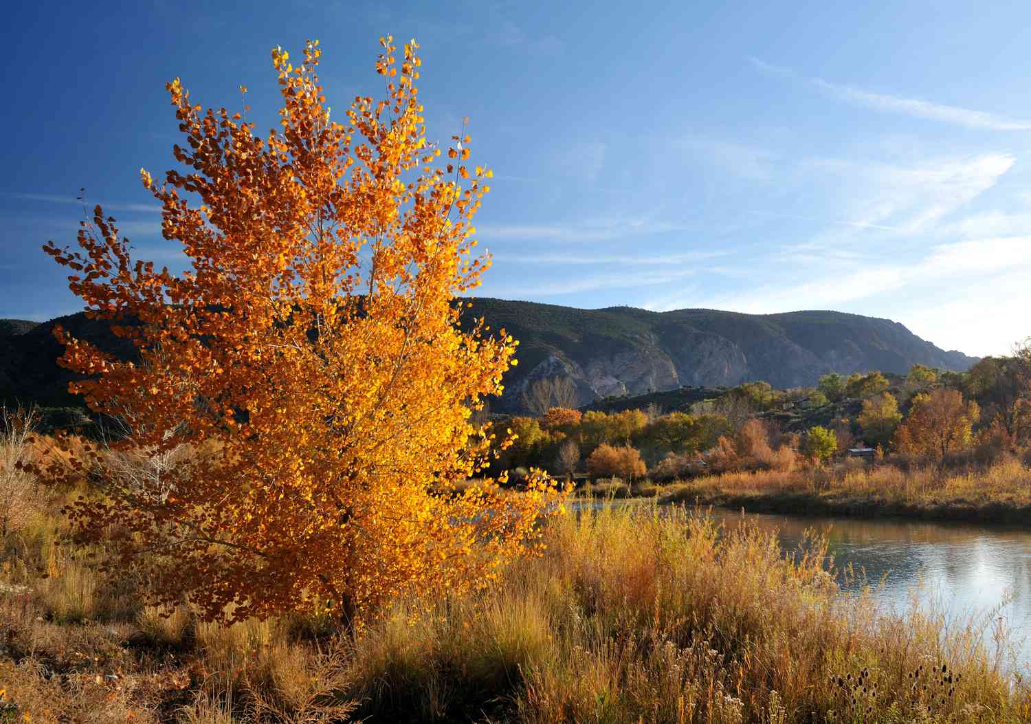 Couleurs d'automne le long du Rio Grande à l'extérieur de Taos