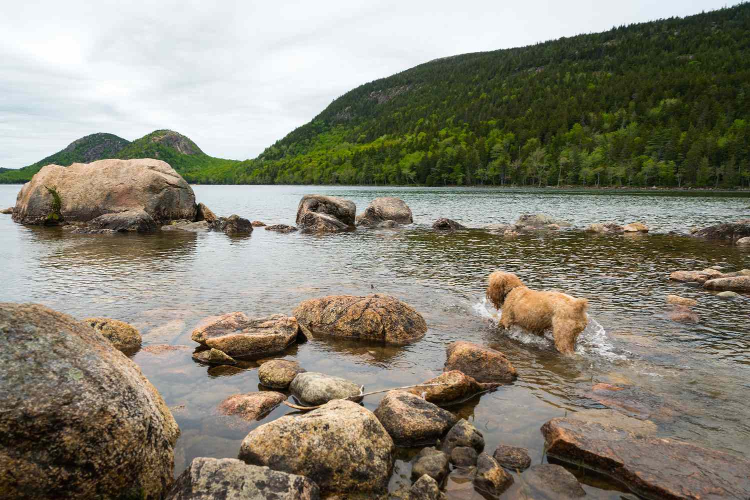 Chiot patauge et éclabousse dans l'eau du parc national d'Acadia