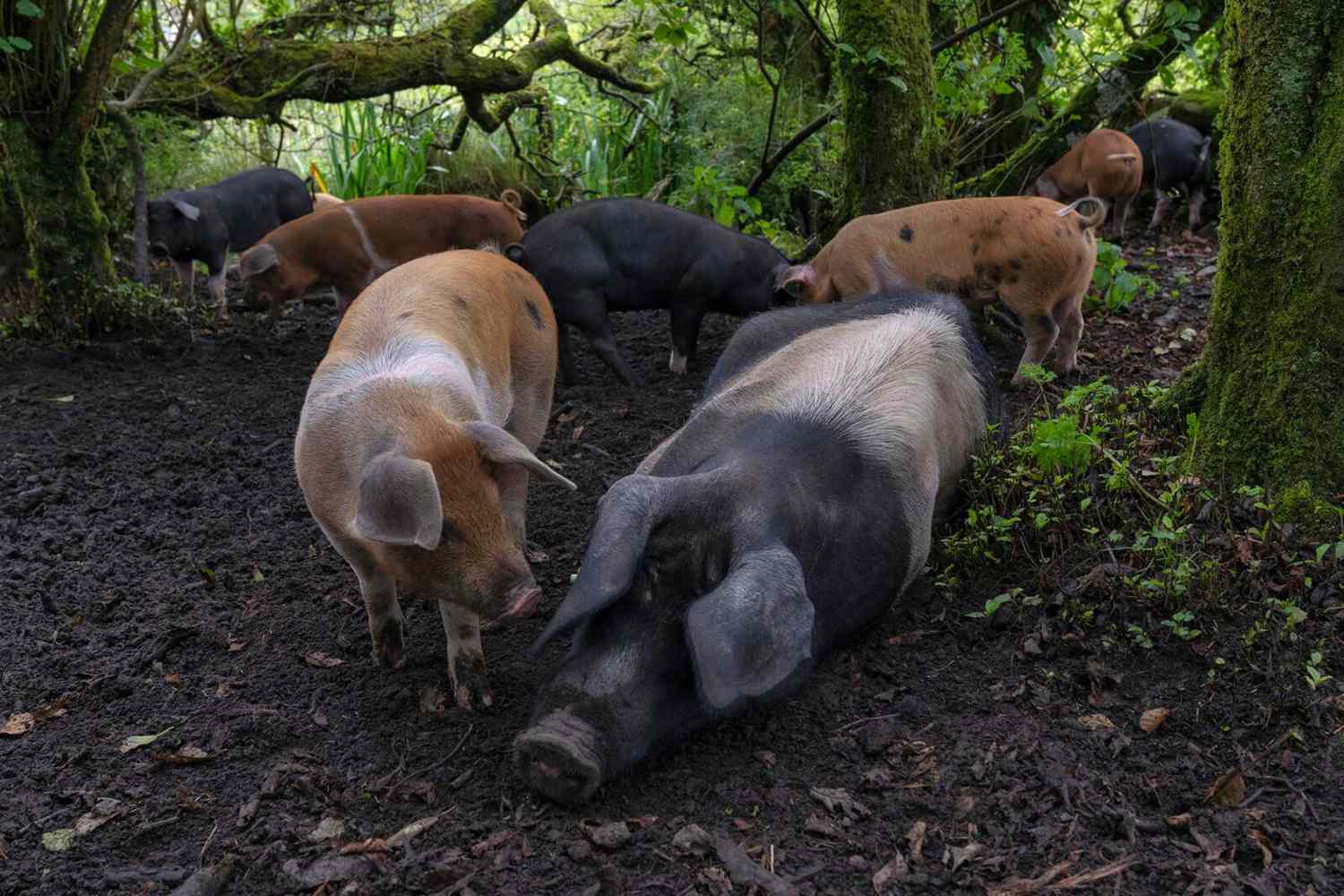 Porcs fermiers à la ferme en Irlande