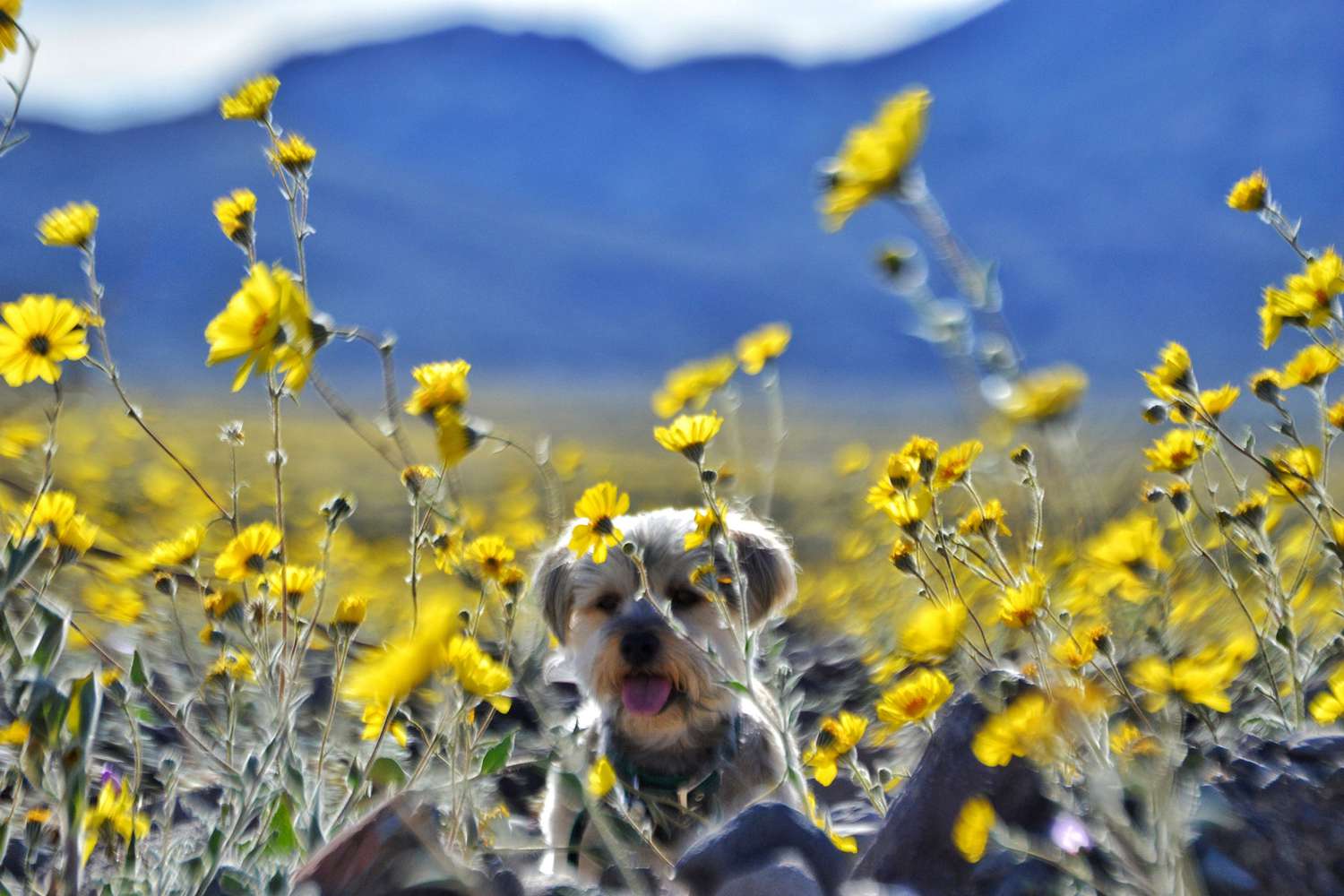 Chien au milieu de fleurs sauvages jaunes sur terrain à Death Valley National Park
