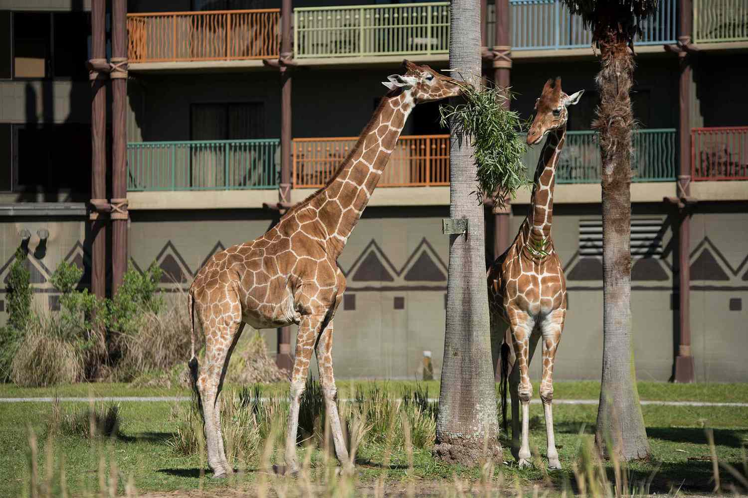 Girafes à l'extérieur des balcons du Disney's Animal Kingdom Lodge