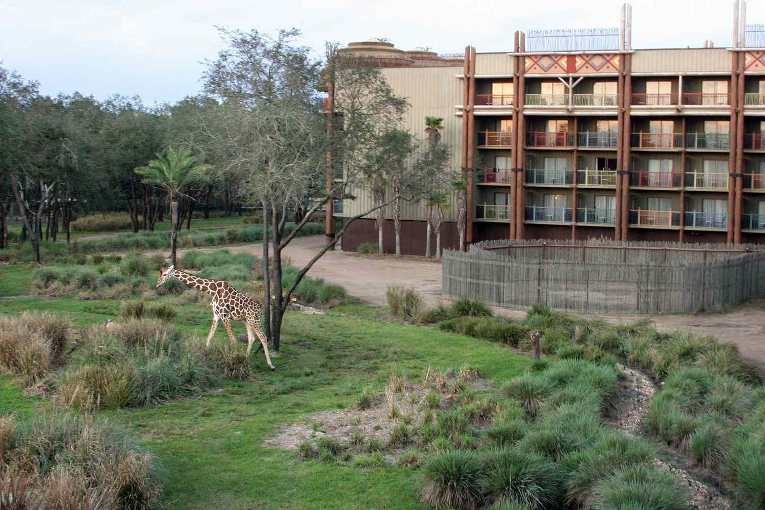 Une girafe broute près du balcon des chambres de l'Animal Kingdom Lodge à Disney World à Orlando, en Floride.