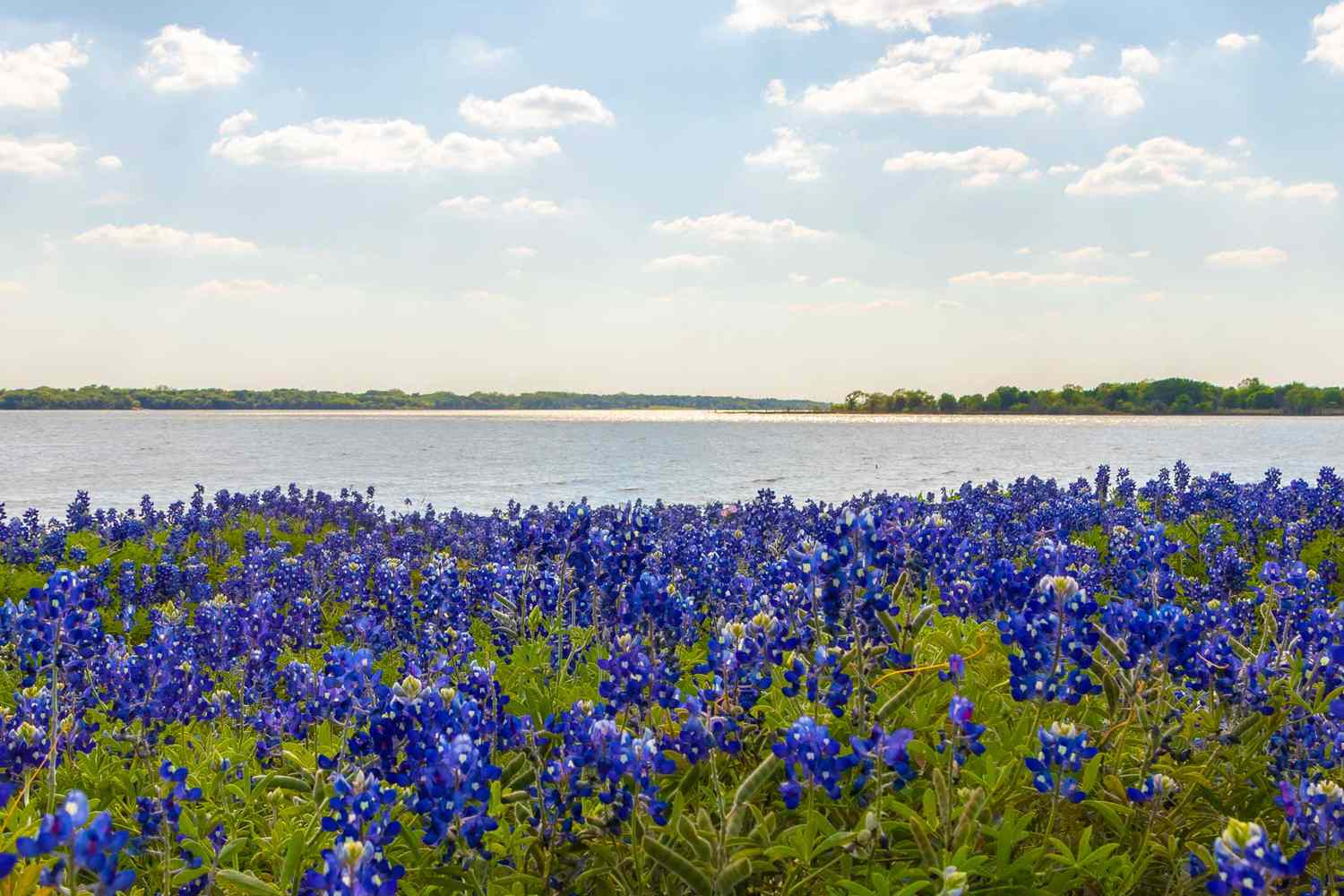 Ennis, Texas park lake avec champ de bluebonnets
