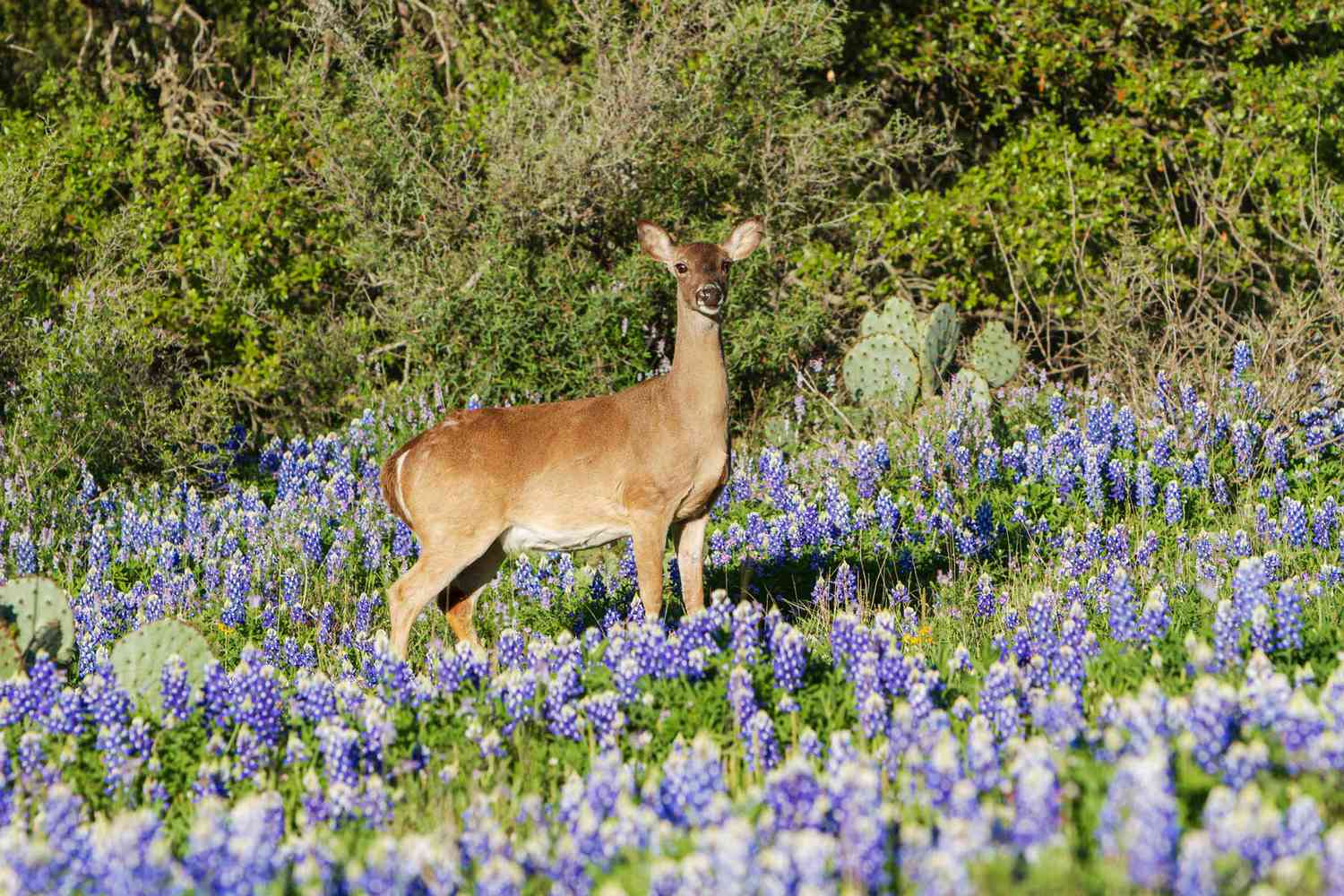 Cerf de Virginie debout dans un champ de bluebonnets au Texas's Hill Country