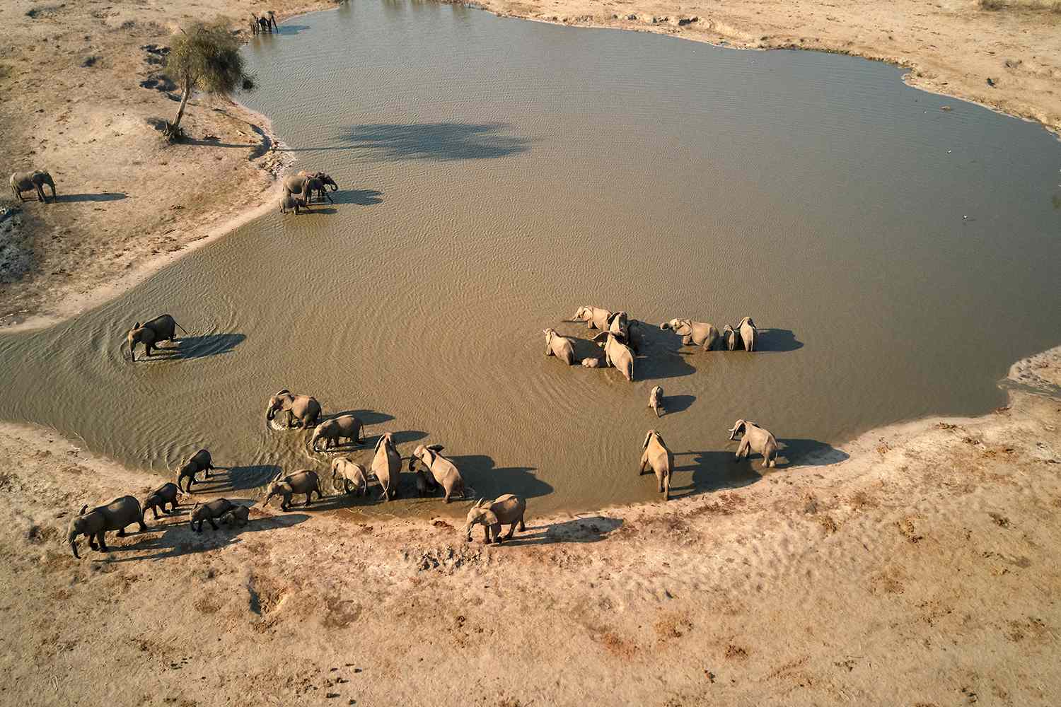 Éléphants au point d'eau dans le parc national de Hwange, Zimbabwe