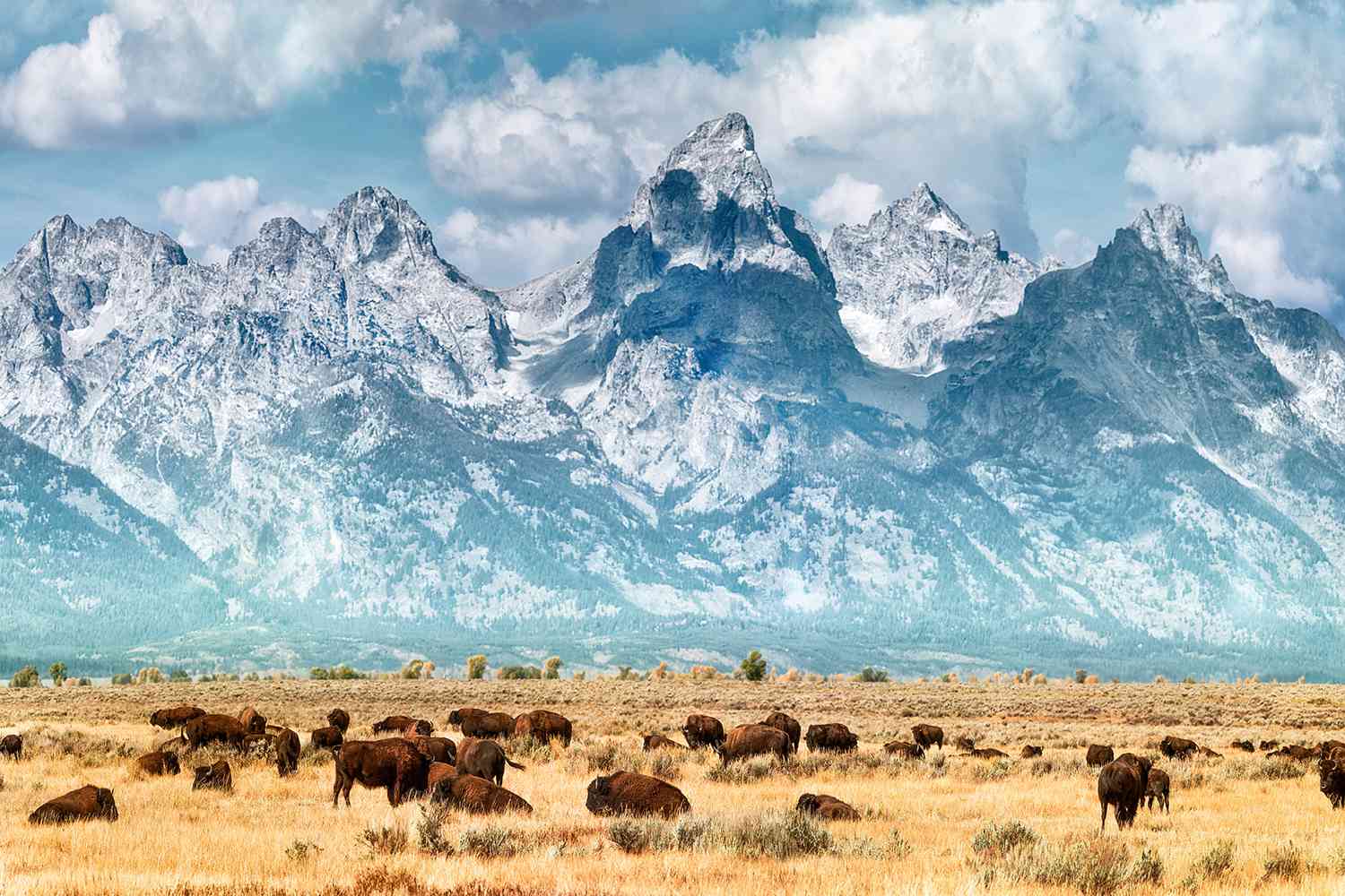Bison sous les montagnes de Grand Teton