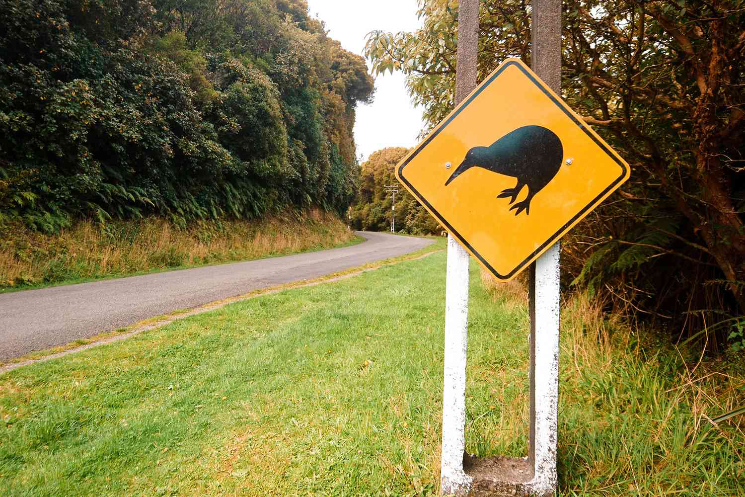Un panneau d'avertissement de kiwi dans l'île Stewart, Nouvelle-Zélande