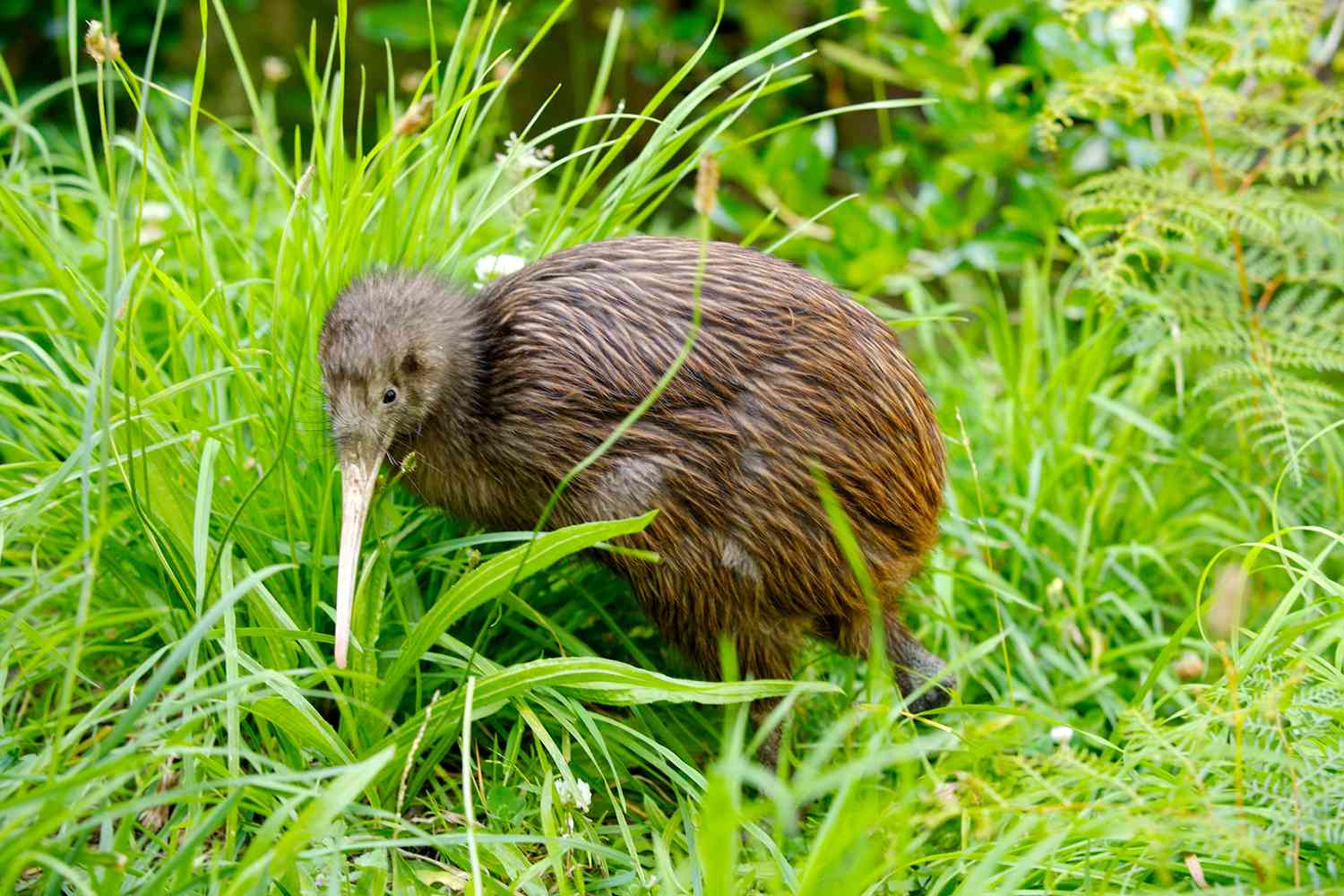 Kiwi au zoo de Wellington en Nouvelle-Zélande, Wellington, Île du Nord,