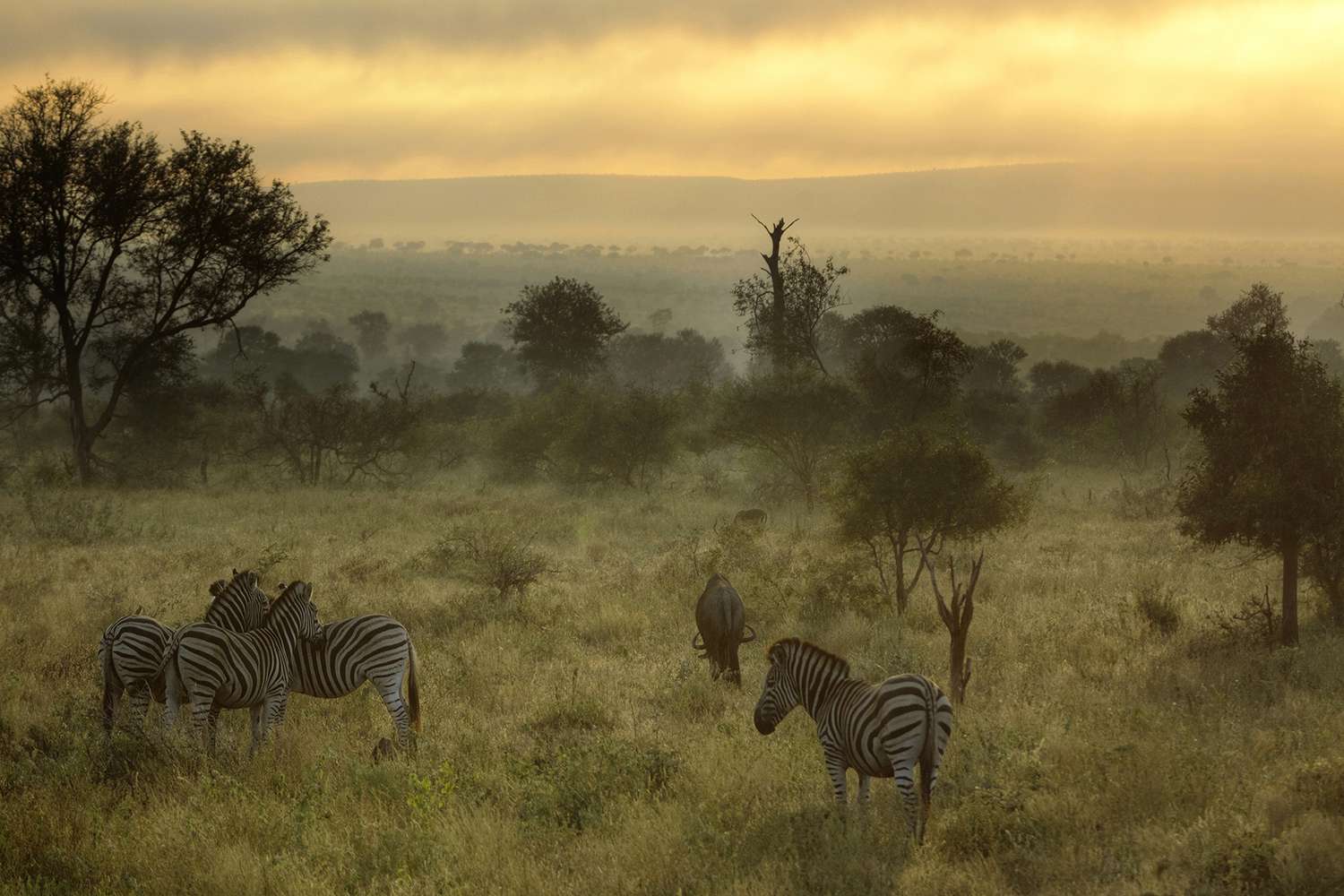 Matin brumeux avec des zèbres et des gnous dans le parc national Kruger, Afrique du Sud