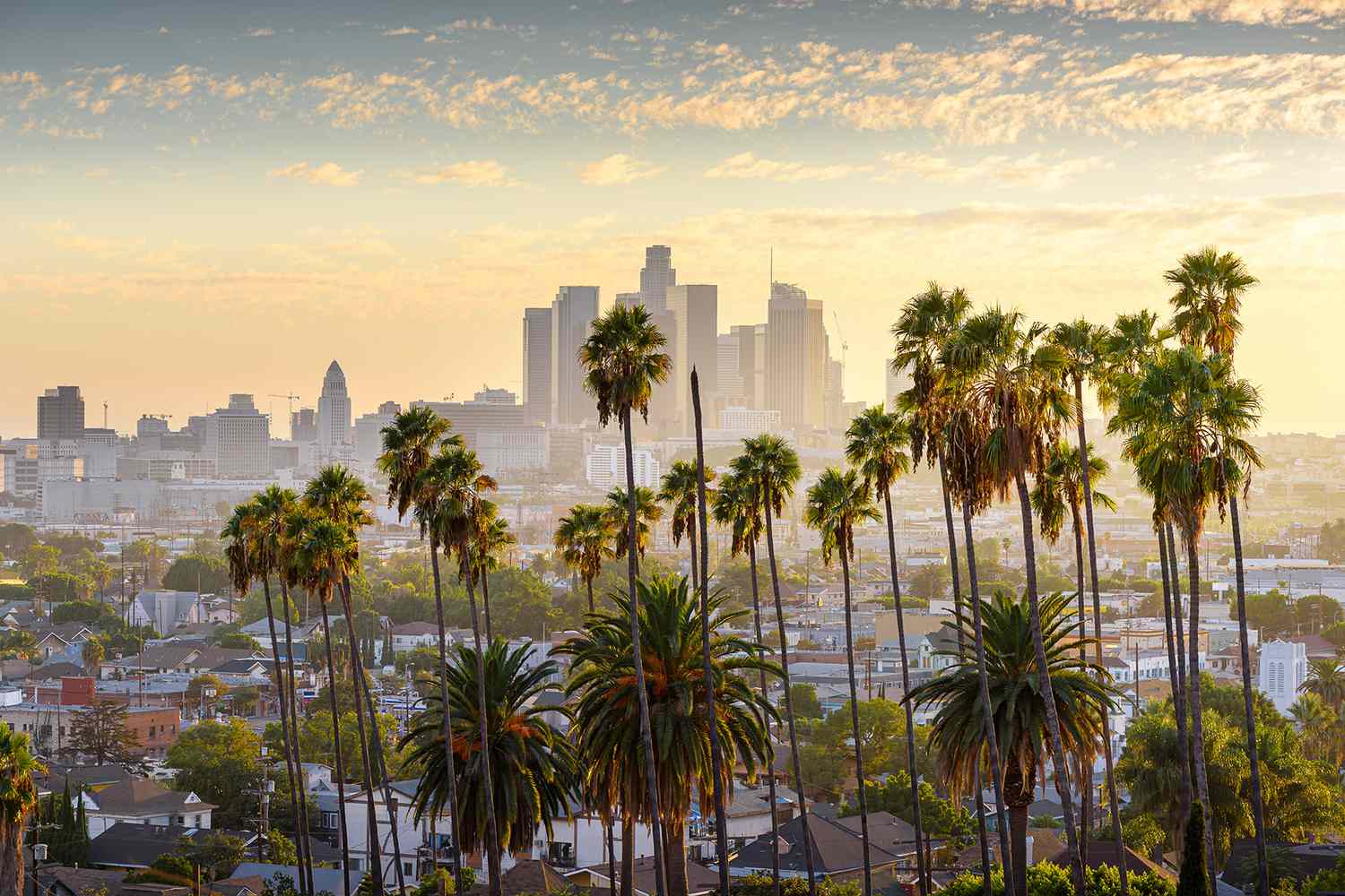 Palmiers devant le centre-ville de Los Angeles
