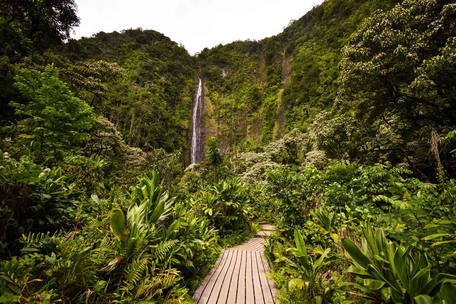 Passerelle en bois dans la forêt tropicale envahie par la cascade de Makahiku à Maui, Hawaii
