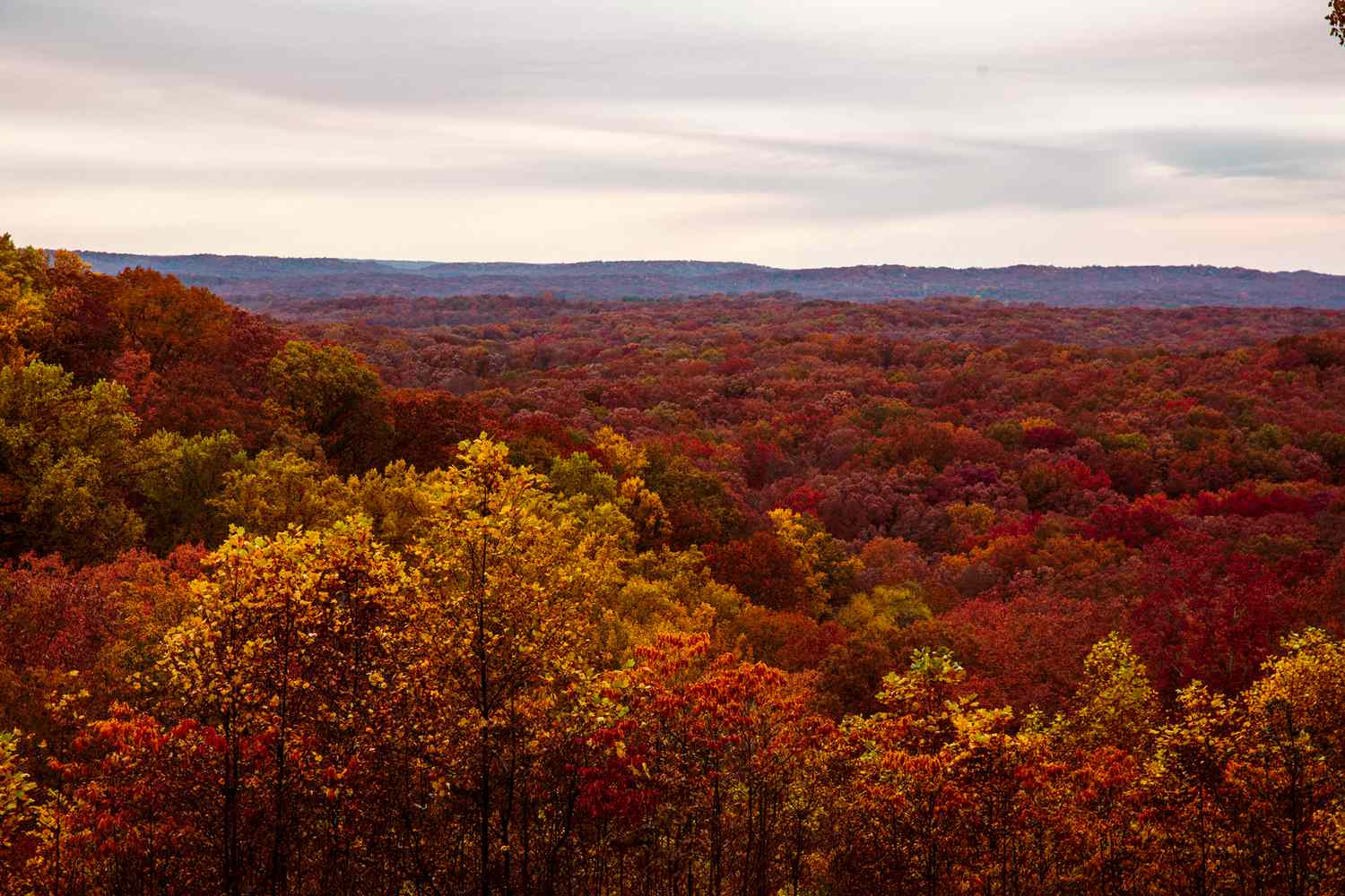 Vue en grand angle du feuillage d'automne à Nashville, Indiana