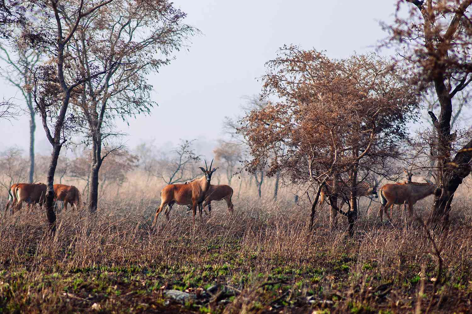 Antilope rouanne dans le parc national de la Pendjari