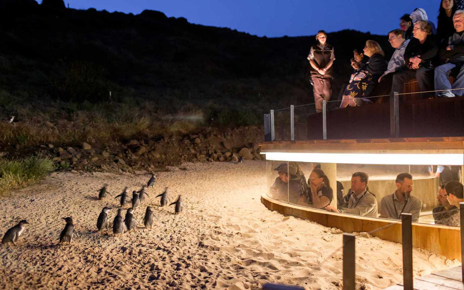 Affichage de pingouins à Phillip Island, à Victoria, Australie